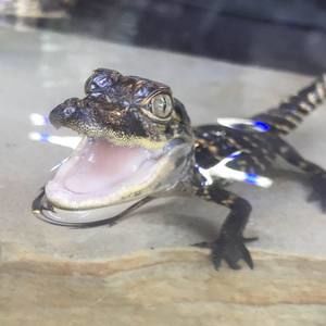 Meet your Posher, Jasper